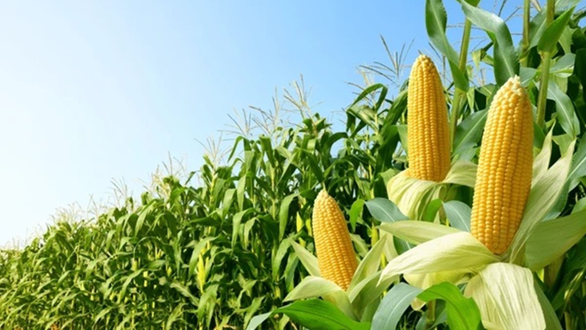 GreenPath Agro Input Supply - Fertilisers and Seeds