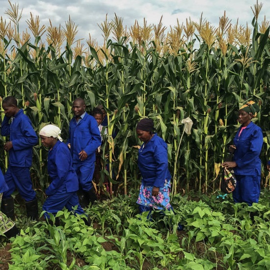 Agricultural Consultancy and Farm Management